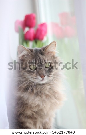 Gray cat sitting on the windowsill
