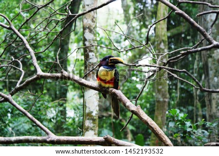 Pteroglossus castanotis, toucan sitting on a tree