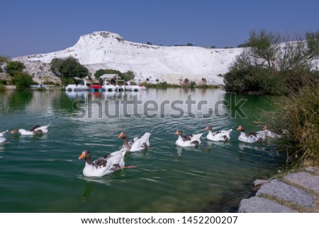 Geese and ducks on the lake, calcified limestone terraces on background, Pamukkale, Turkey, polarizing filter applied