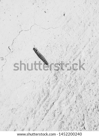 big caterpillar on the ground close up black and white photo