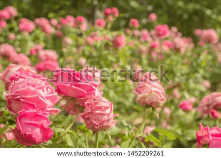 Closeup of pink roses at park.