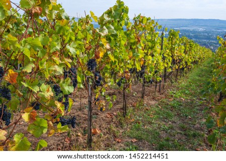 Blue grapes on a grapevine stock in a vineyard in the Rheingau in Germany