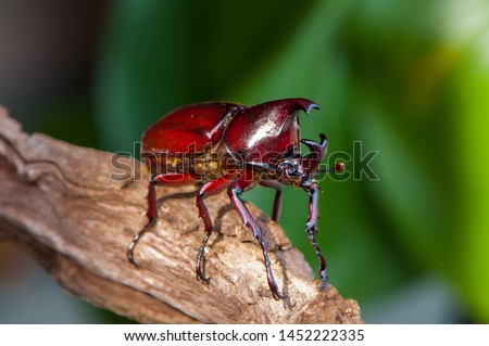 Rhinoceros beetle belonging to the scarabaeidae family in tropical asia / Asiatic Rhinoceros Beetle / Pest to coconut and oil palm plantation, known to destroy and damaged fronds and young palm shoots