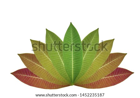 Leaves change color, fresh, natural, separated from the background.