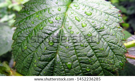 Close-up photo of a green leaf with water drops. green organic background.