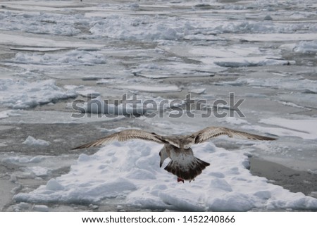 Landscape with birds on the winter seaside of Rausu, Hokkaido, Japan