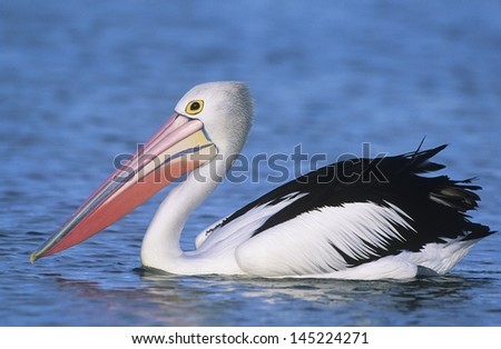 Australian Pelican on water Royalty-Free Stock Photo #145224271