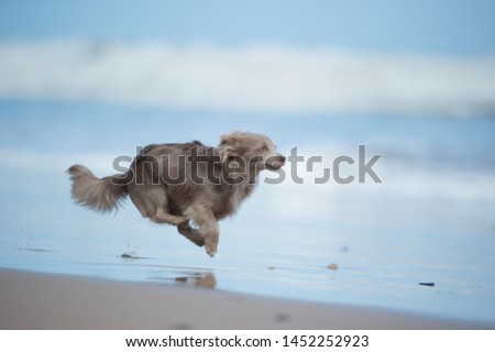 Chihuahua playing on the beach