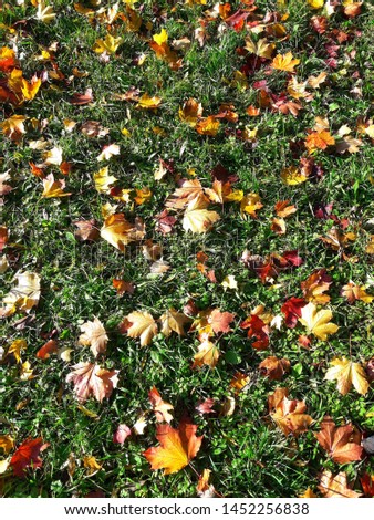 Autumn, yellow leaves on green grass Royalty-Free Stock Photo #1452256838
