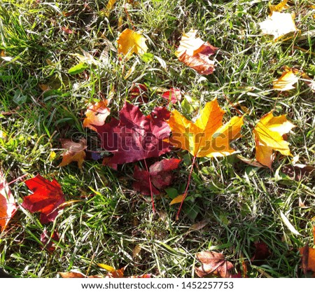 Autumn, yellow leaves on green grass Royalty-Free Stock Photo #1452257753