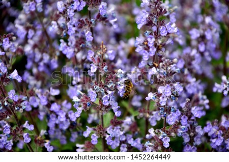 beautiful purple flowers.blue flowers in the garden