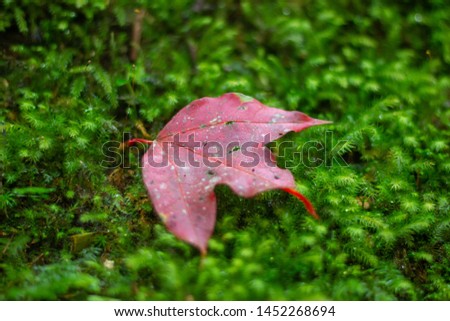 Beautiful red maple leaf on autumn season, Maple leaves with blur background