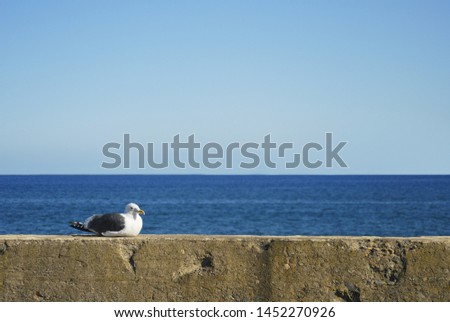 Image of seagulls at the seaside