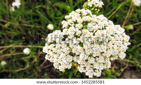macro photo of a white flower. white flowers on a green background. white flowers nature