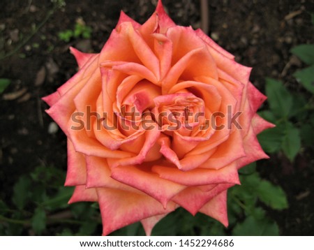 macro photo with decorative background of beautiful Bush flowers rose plants with pink petals for design as a source for prints, posters, decor, advertising, Wallpaper basics