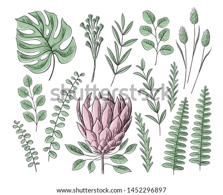 Vector set of floral elements, color graphics. Tropical summer flowers and leaves, exotic plants for greeting cards, wedding invitation, coloring books, blogs and social media design