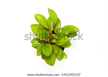 A photo of a lush, healthy Peperomia, (Peperomia obtusifolia 'Red Edge'), with beautiful green leaves edged in red/purple, isolated on a bright white background.