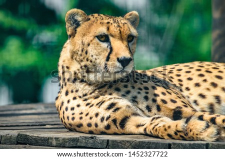 Portrait of beautiful cheetah that's lies