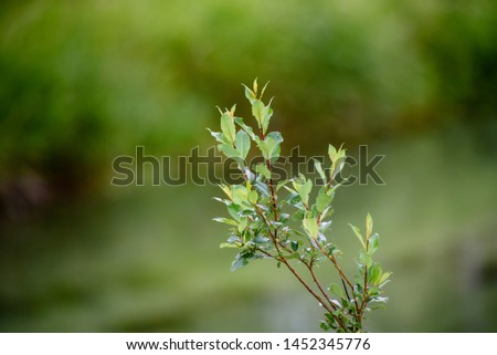 Tree branch with green leaves - blurred bokeh background