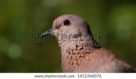 Portrait image of a dove with green bokeh effect background