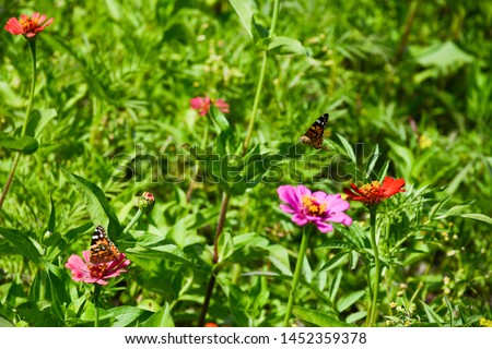Flowerbed of colorful flowers of cynium and butterflies