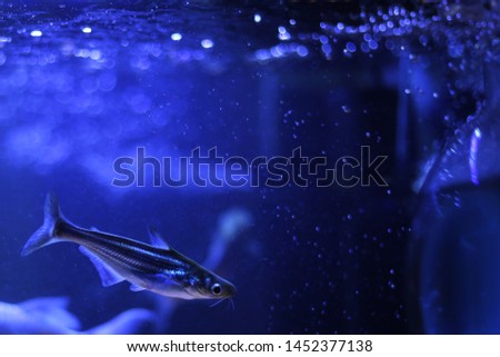 Under water life in neon