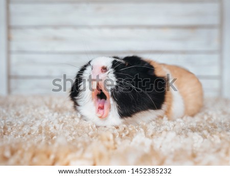 Sleepy guinea pig yawns and screams in his house. Portrait of a cute pet on a woolen and wooden background. Copy space, poster, advertisement. Thick pig with a big mustache. Beautiful picture.
