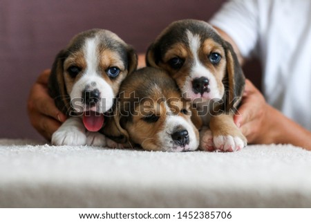 Cute beagle puppies in the arms