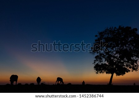 sunset silhouette of farmer and cattle sitting under a tree