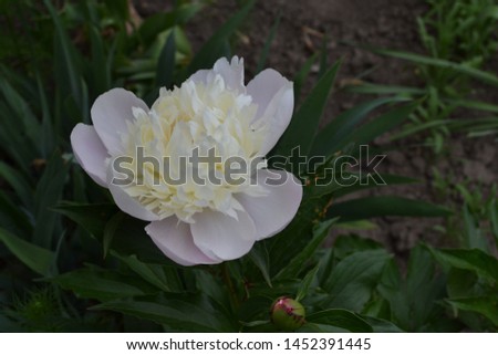 Gardening Home. Green leaves, bushes. Flower Peony. Paeonia, herbaceous perennials and deciduous shrubs. White flowers