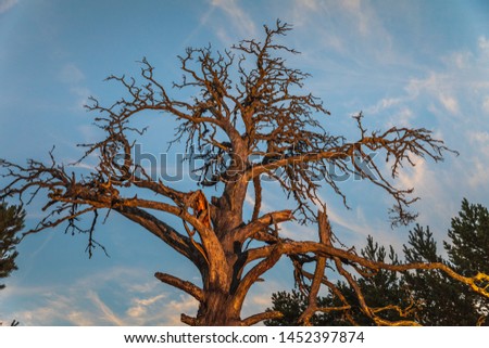 Dry dead tree against the night sky