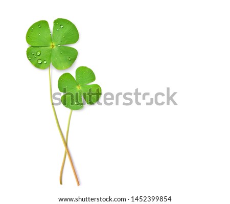 Top view of Two Green water clover leaves with water drops isolated on white background, clipping path.