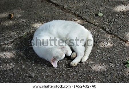 Cat sleeping in the shade on a hot Summer day