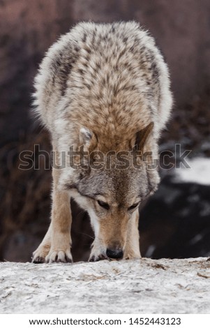 A beautiful and strong female wolf stands with its head down and sniffs the ground (wolf pose).