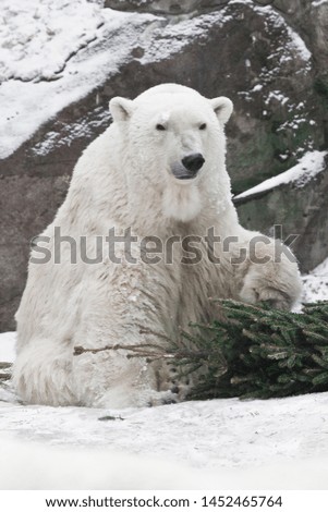 Powerful white polar bear amusing snow and rocks amusingly playing with a Christmas tree (fir tree)