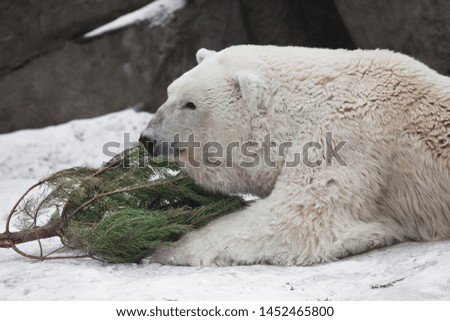 Powerful white polar bear amusing snow and rocks amusingly playing with a Christmas tree (fir tree)