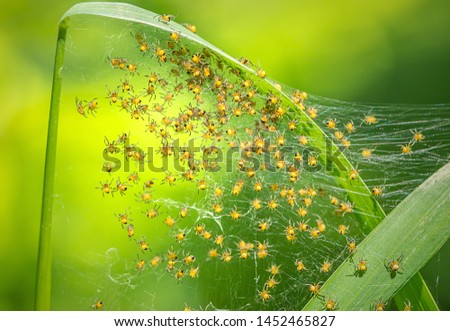 A lot of small spiders at the spider web on blurred background