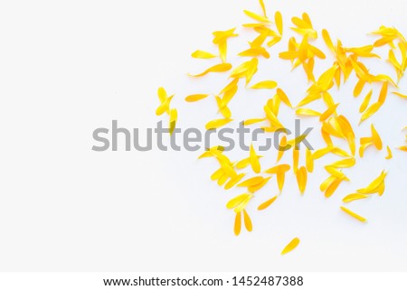 
calendula petals, calendula petals on white background, yellow petals, yellow petals on a white background