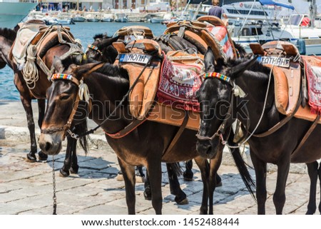 Donkey taxies are waiting for the tourist in the port to carry them on a hot summer day on Hydra Island, Greece, Europe. On the "license plates" the name of the donkeys are Poppy and Sotiris