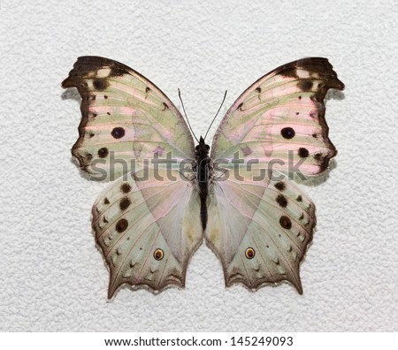  butterfly isolated on white background 