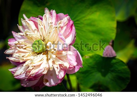 Blooming rose lotus flower in water.