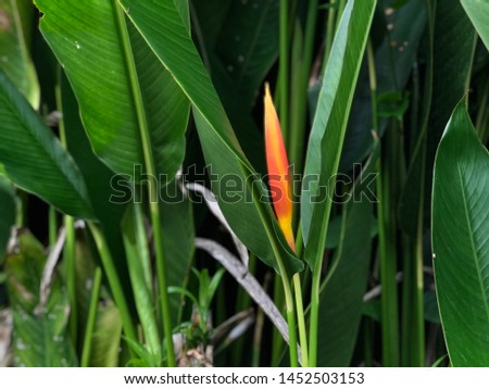 Beautiful Heliconia psittacorum plants growth in nature garden. Selective focus. Spring time. Natural background.
