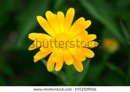 Calendula flower and leaf , nature green background. Calendula flower on summer day. Closeup medicinal flower herb for tea or oil, top view