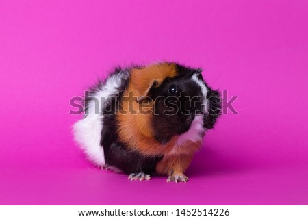 female guinea pig, sitting, profile view, on pink background.