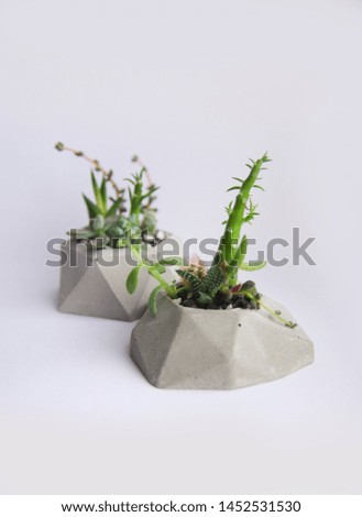 Two floral composition original white banner mini garden of succulents and cacti in concrete pot. Isolated flowers in polygonal shape pots. Handmade concrete pot gray cement for small seedlings.
