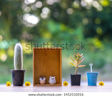 Beautiful  cactus,wooden  shelf  and  simulated  owl  on  wood  table  with  nature  blurry  background