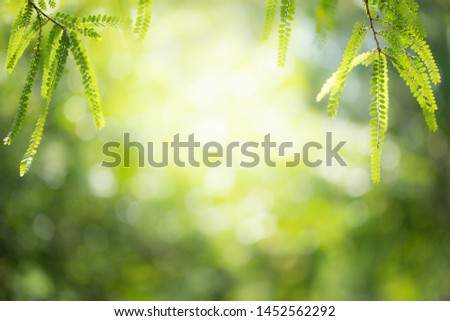 Green leaf on blurred greenery background. Beautiful leaf texture in nature. Natural background. close-up of macro with free space for text.