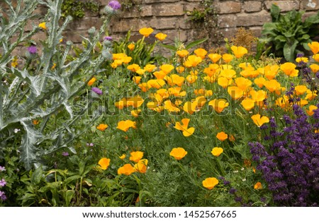 Golden poppies in a mixed border.