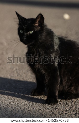 Black cat sitting on the pavement.