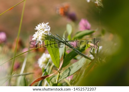 Hoary alyssum - a white wild flower among purple clovers and another green plants on a hill, selective focus. Berteroa incana weeds interfere with gardening